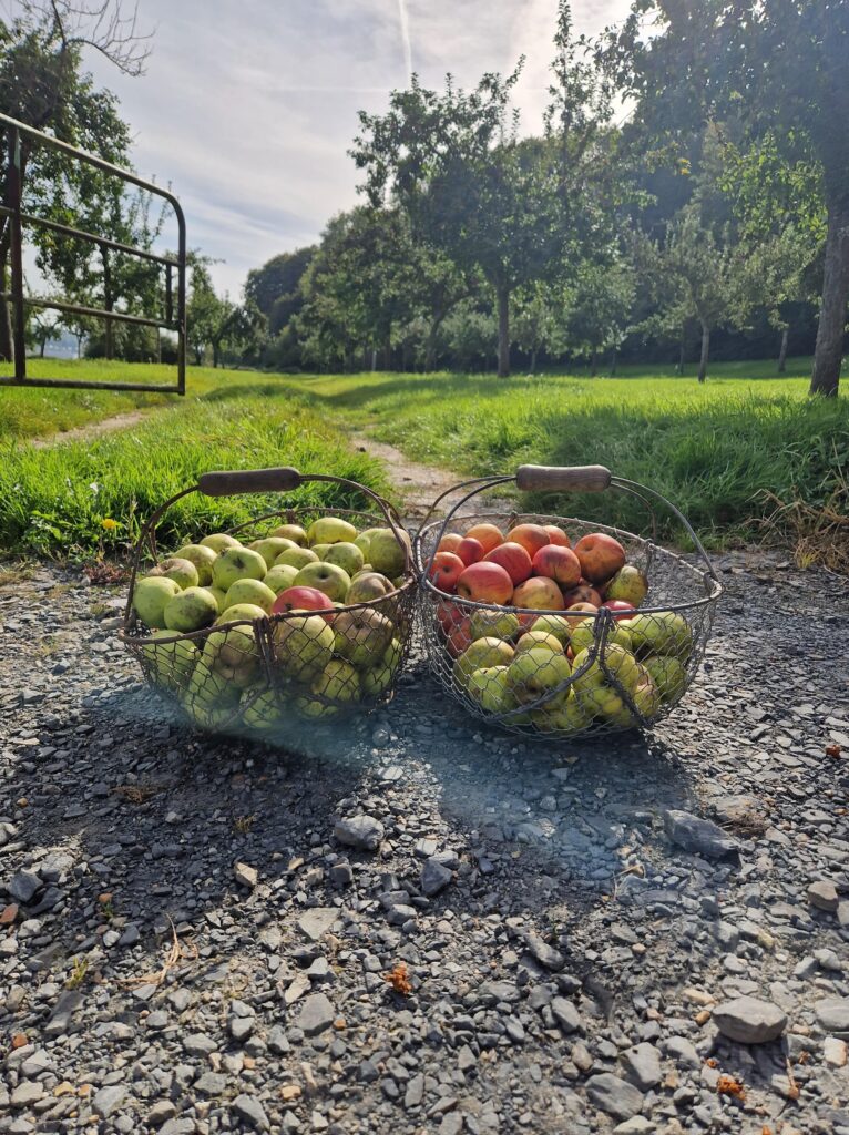 pomme récolte location gîte Calvados cidre pommeau vinaigre pays d'auge Normandie Gîte 2 personnes 4 personnes 6 personnes
