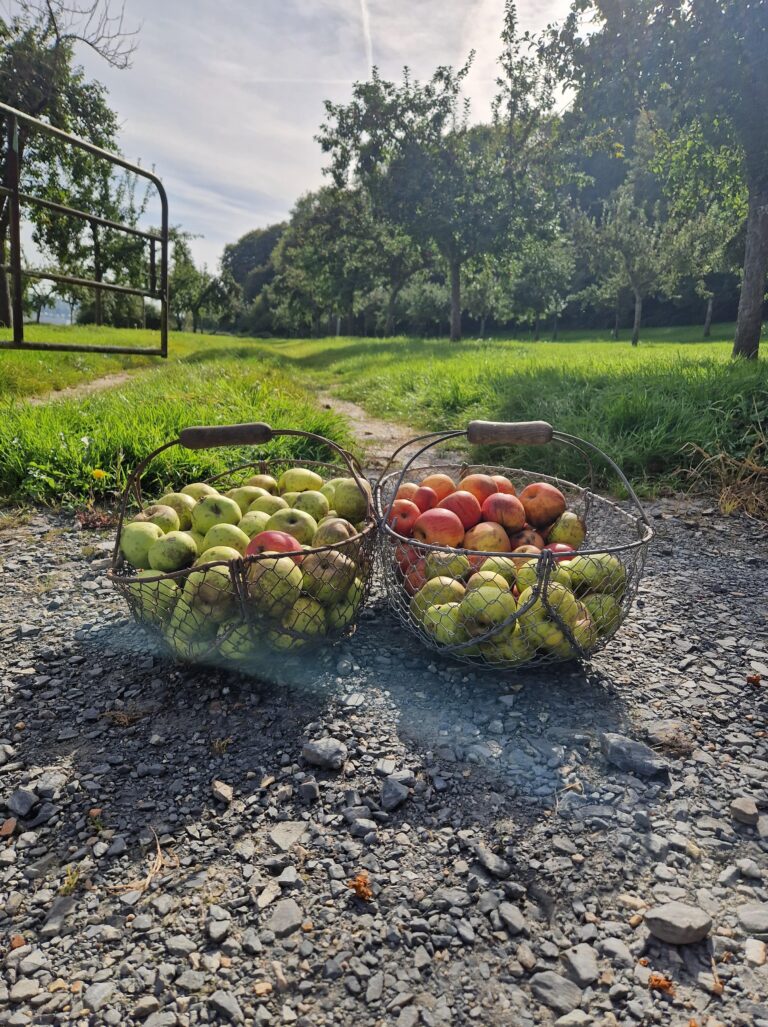 pomme récolte location gîte Calvados cidre pommeau vinaigre pays d'auge Normandie Gîte 2 personnes 4 personnes 6 personnes